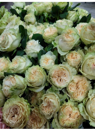 Кустовая пионовидная роза Саммер Роуз